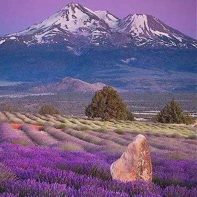 金会年彩票网止